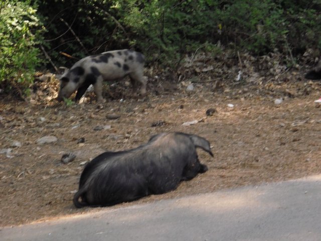 Vacances à moto en Corse 2009