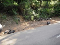 Vacances à moto en Corse 2009